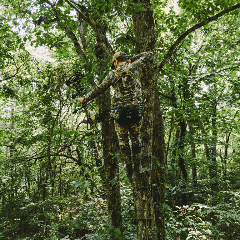 Early Season Whitetail